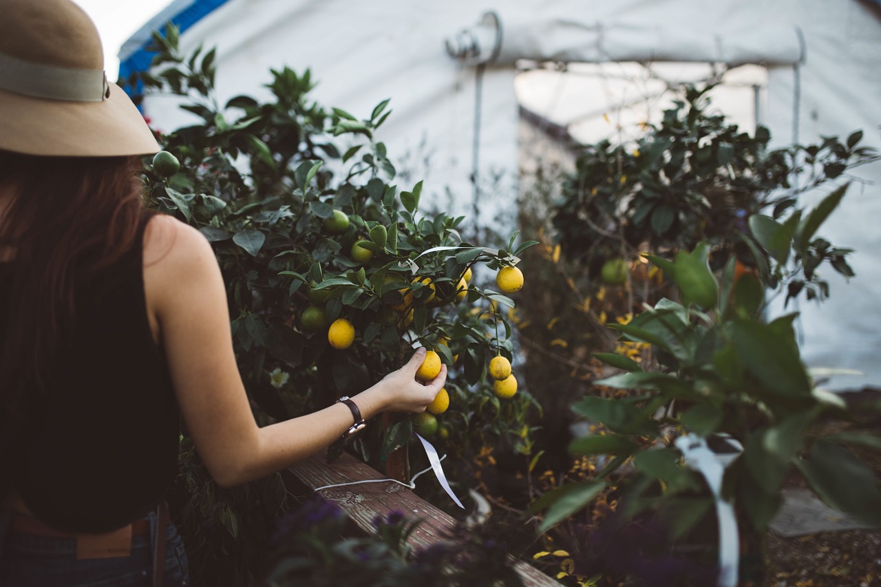 Fruit Picking