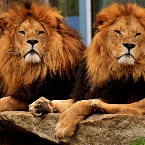 Lions