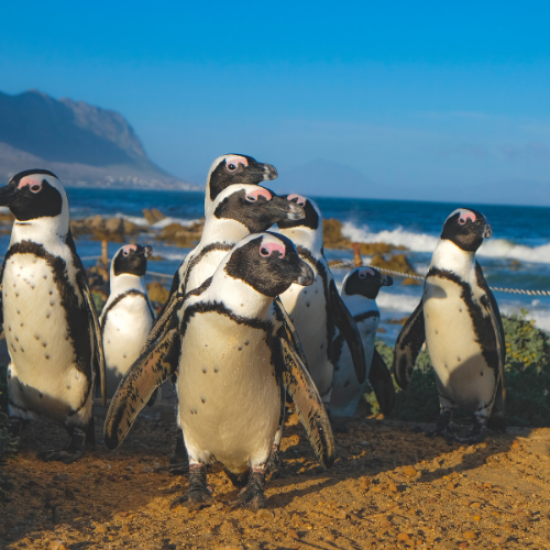 Pingouins africains