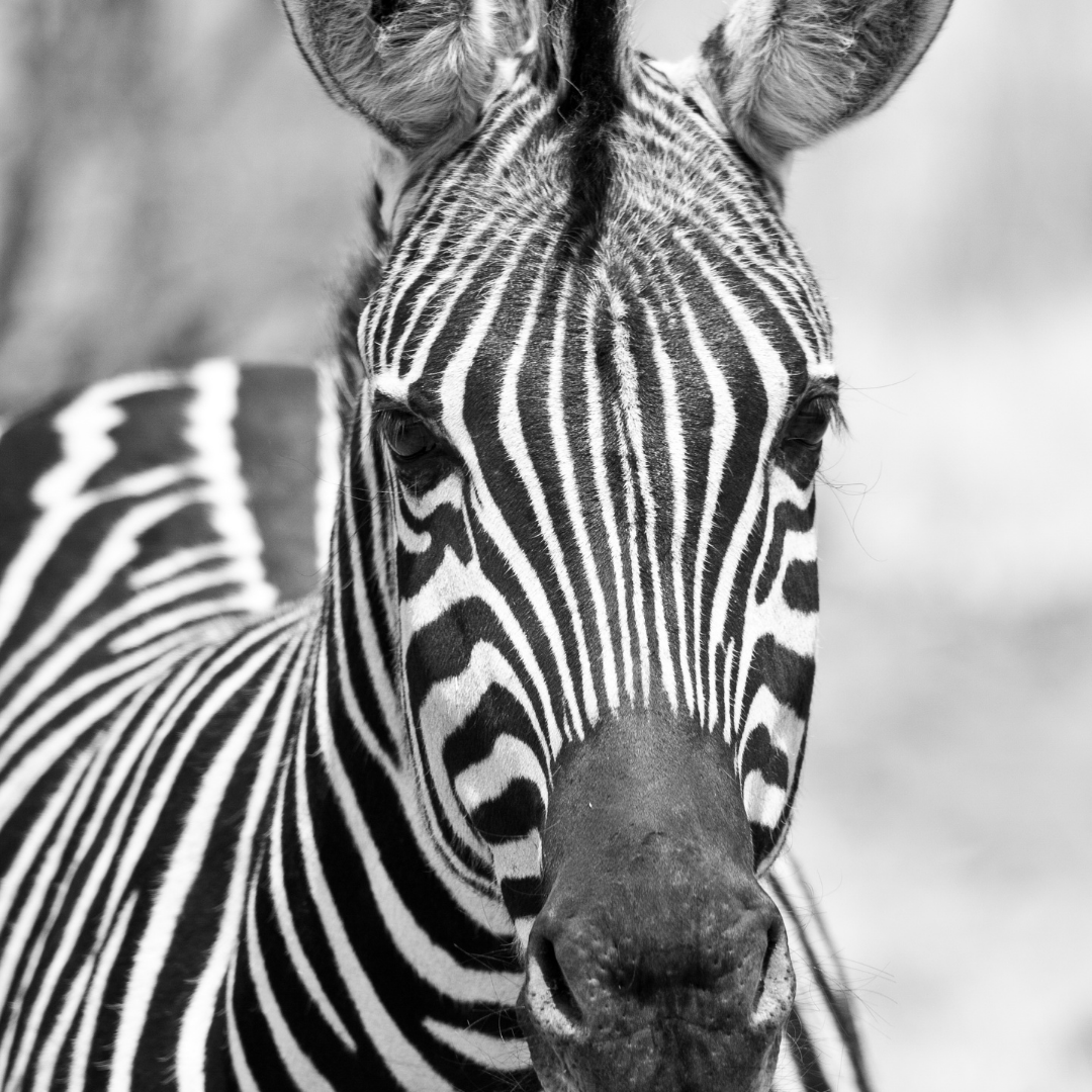 zebre